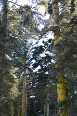 Abies bornmuelleriana (Abies bornmuelleriana)