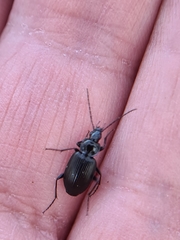 Agonum emarginatum