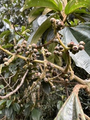 Miconia plethorica