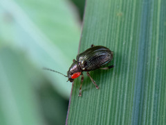 Percolaspis