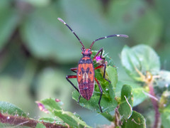 Hypselonotus interruptus