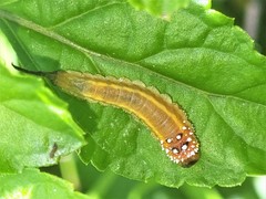 Lophyrotoma interrupta