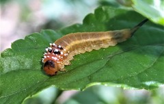 Lophyrotoma interrupta