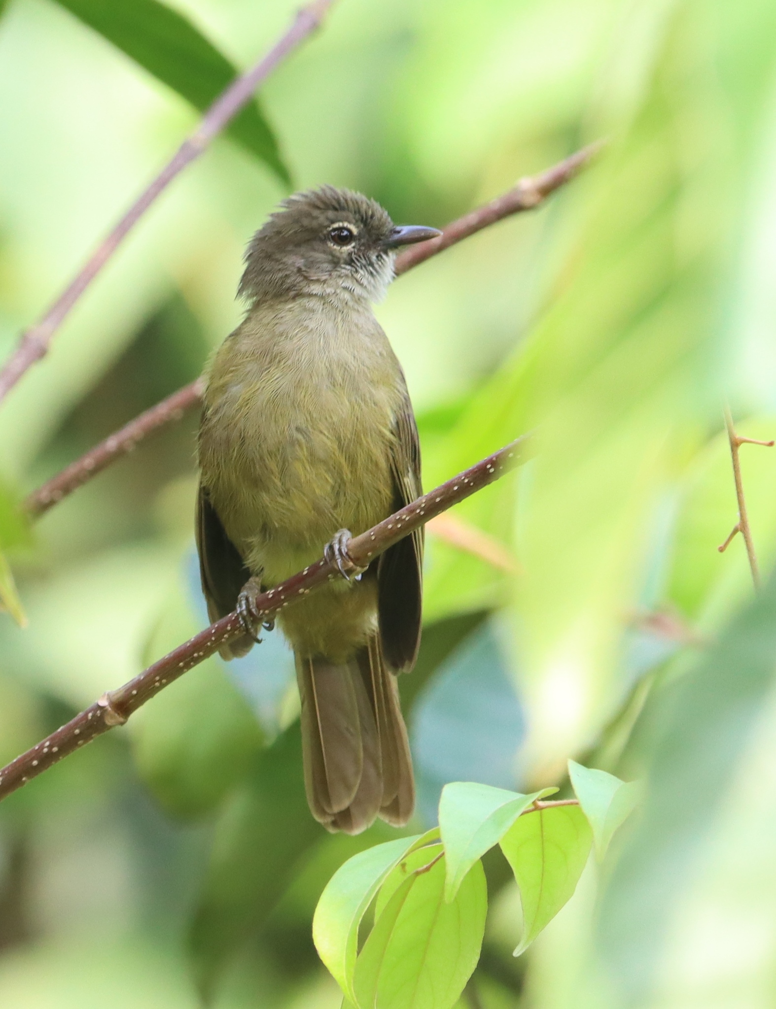 Little Grey Greenbul (Eurillas gracilis), photo 2