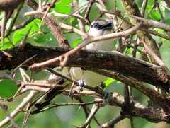 Tchagra australis australis
