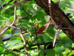 Tchagra australis australis