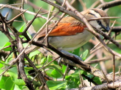 Tchagra australis australis