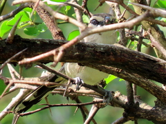Tchagra australis australis
