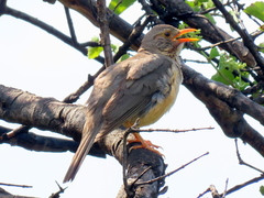 Turdus libonyana peripheris