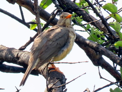 Turdus libonyana peripheris