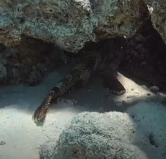 Epinephelus spilotoceps