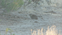 Microcavia australis