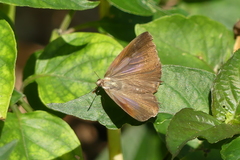 Arhopala bazalus
