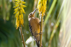 Melanerpes uropygialis