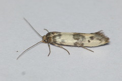 Enolmis acanthella