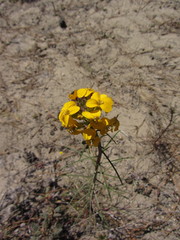 Erysimum teretifolium