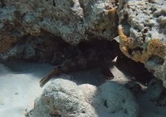 Epinephelus spilotoceps