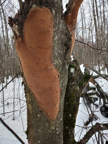 Taškuotoji kempinė nuotrauka
