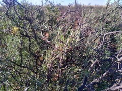Osteospermum armatum
