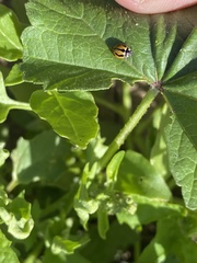 Coccinella miranda
