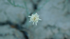 Baccharis tenella