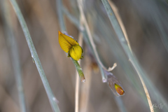 Crotalaria aegyptiaca