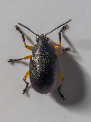 Nodocolaspis tarsata