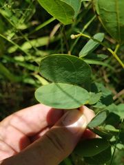Bauhinia petersiana macrantha