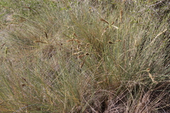 Sclerodactylon macrostachyum