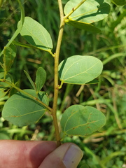 Bauhinia petersiana macrantha