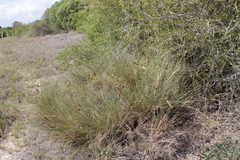 Sclerodactylon macrostachyum