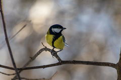 Parus major