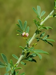 Indigofera nebrowniana