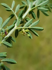 Indigofera nebrowniana