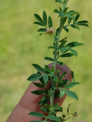 Indigofera nebrowniana