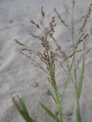 Panicum voeltzkowii