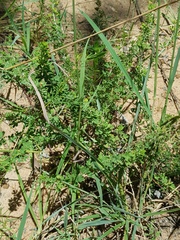 Indigofera nebrowniana