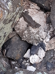 Liolaemus austromendocinus