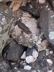 Liolaemus austromendocinus