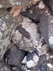 Liolaemus austromendocinus