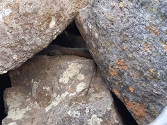 Liolaemus austromendocinus