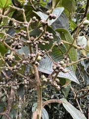 Miconia plethorica
