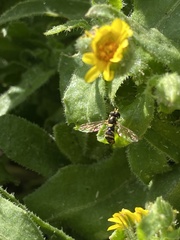 Sphaerophoria rueppellii