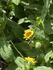 Sphaerophoria rueppellii