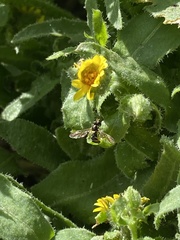 Sphaerophoria rueppellii