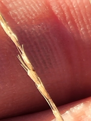 Chloris andropogonoides