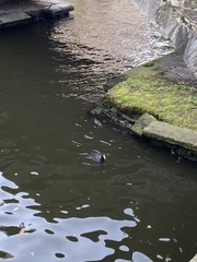 Fulica atra