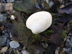 Retrotapes exalbidus