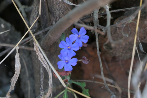 Eranthemum roseum, photograph 5