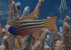 Ostorhinchus compressus